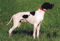 Pedigree RENO DEL SOLE Pedigree RENO DEL SOLE
